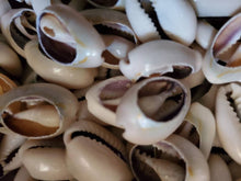 Load image into Gallery viewer, Sacred Cowrie Shells [3] Three shells offered
