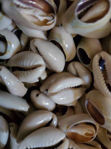 Sacred Cowrie Shells [3] Three shells offered
