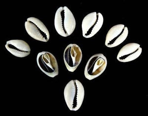 Sacred Cowrie Shells [3] Three shells offered